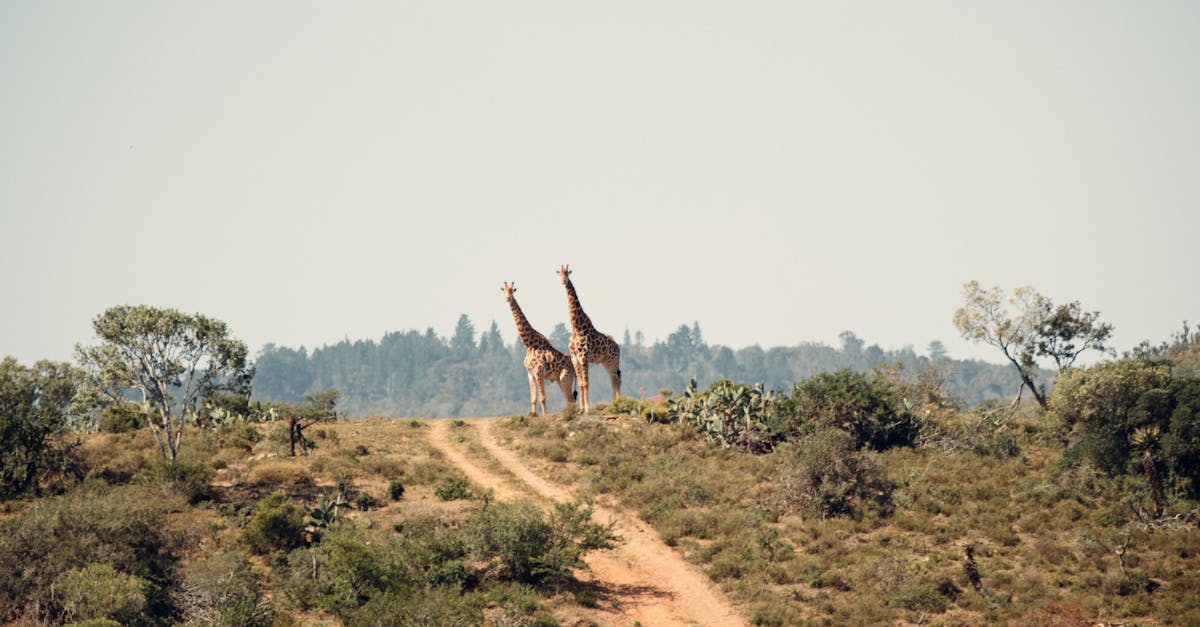 découvrez les vocalisations uniques des girafes, leurs sons caractéristiques et leur communication dans la savane africaine.