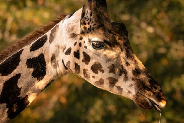 Connaissez-vous le langage vocal des girafes ?