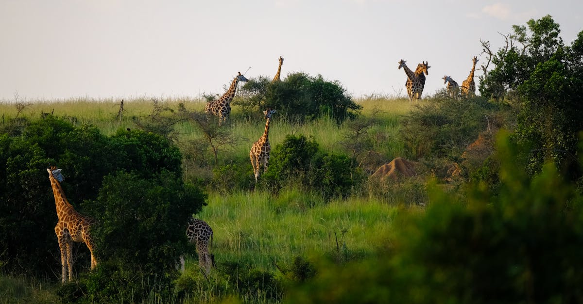 découvrez les vocalisations uniques des girafes, leurs sons caractéristiques et ce qu'ils révèlent sur leur communication sociale.