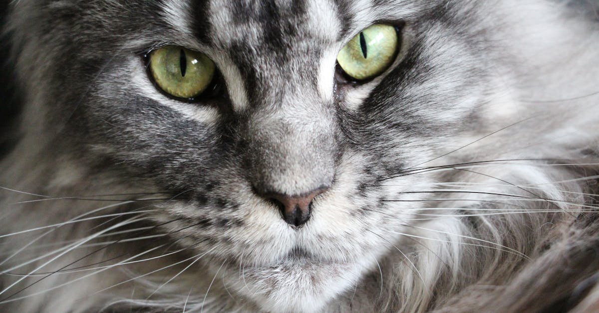 découvrez des solutions efficaces pour dissimuler les cheveux gris et retrouver une couleur naturelle et éclatante en toute simplicité.