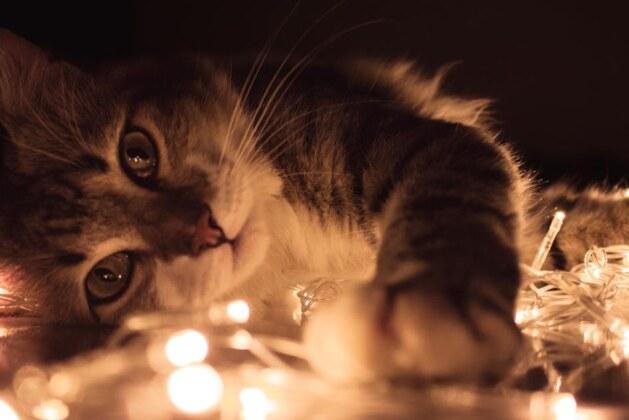 Comment dissimuler ses cheveux blancs en étant brune ?