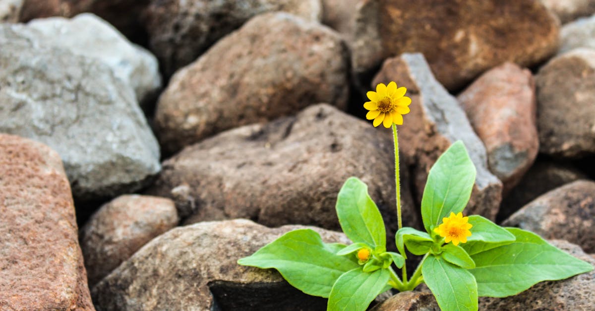 découvrez des stratégies efficaces et des conseils pour stimuler la croissance de votre entreprise et atteindre vos objectifs de développement.