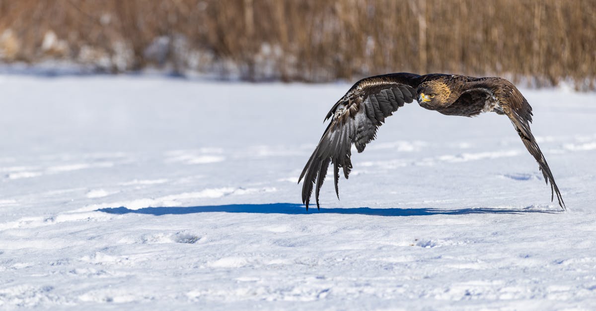découvrez comment reconnaître, traiter et prévenir les poux de tête efficacement avec nos conseils pratiques et solutions adaptées.
