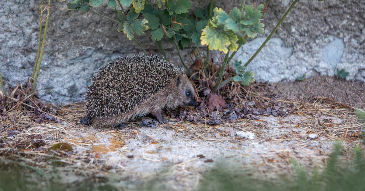 découvrez tout ce qu'il faut savoir sur l'alimentation du hérisson : conseils, aliments adaptés et astuces pour maintenir une diète équilibrée et saine.