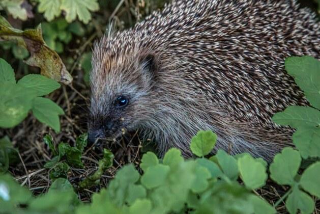 Découvrez les secrets du régime alimentaire fascinant du hérisson !