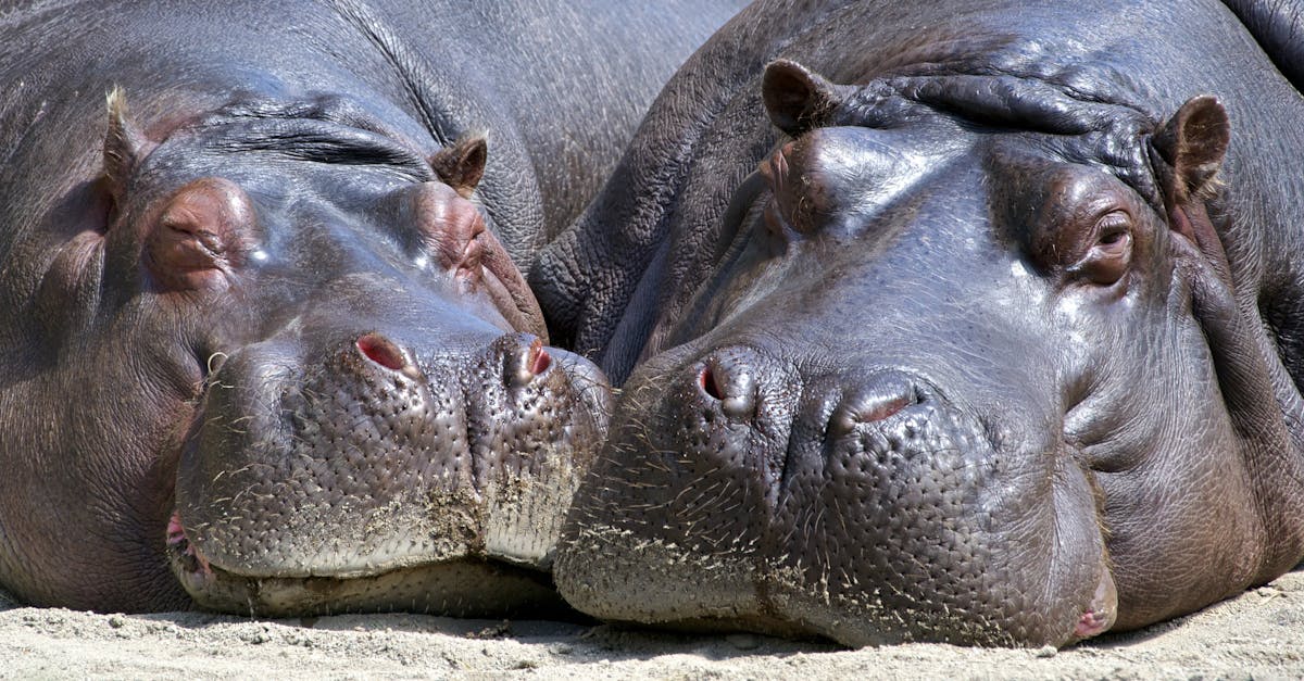 découvrez les bienfaits du lait d’hippopotame, une ressource rare aux propriétés uniques pour la santé et la nutrition.