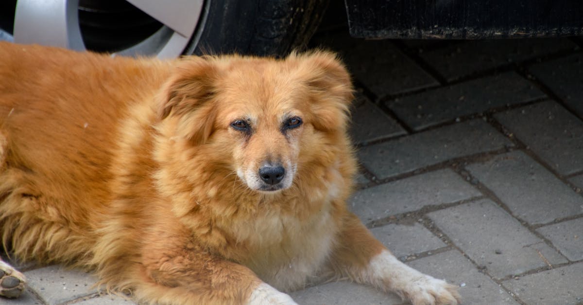 découvrez le monde fascinant des animaux hybrides, issus du croisement de deux espèces différentes, et explorez leurs caractéristiques uniques et leur diversité étonnante.