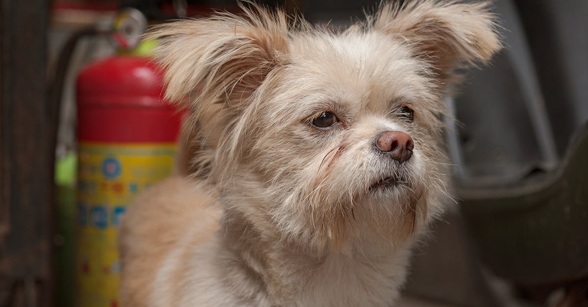 découvrez le monde fascinant des animaux hybrides, résultat du croisement entre différentes espèces, et explorez leurs caractéristiques uniques et étonnantes.