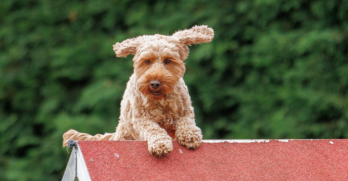 découvrez le monde fascinant des animaux hybrides, des créatures uniques résultant du croisement de différentes espèces, alliant caractéristiques et traits étonnants.