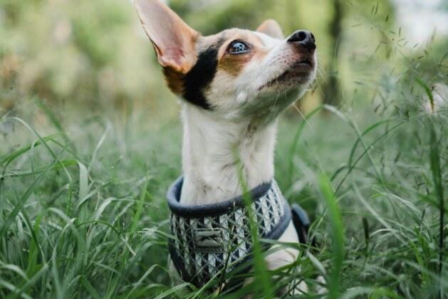 Découverte des animaux hybrides : focus sur le ligre, zébrâne et jaglion