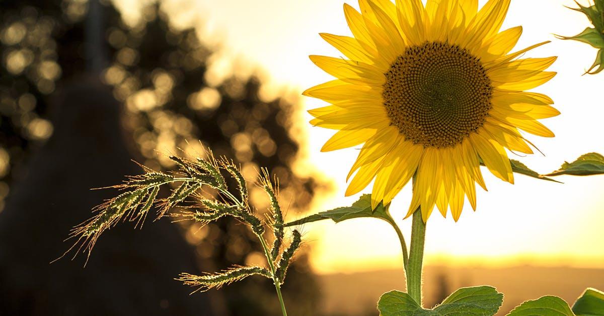célébrez la fête du travail avec des événements spéciaux, des histoires inspirantes et des conseils pour profiter pleinement de cette journée dédiée aux travailleurs.