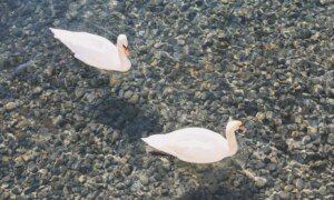 Le plus grand lac de France : découverte de ses merveilles