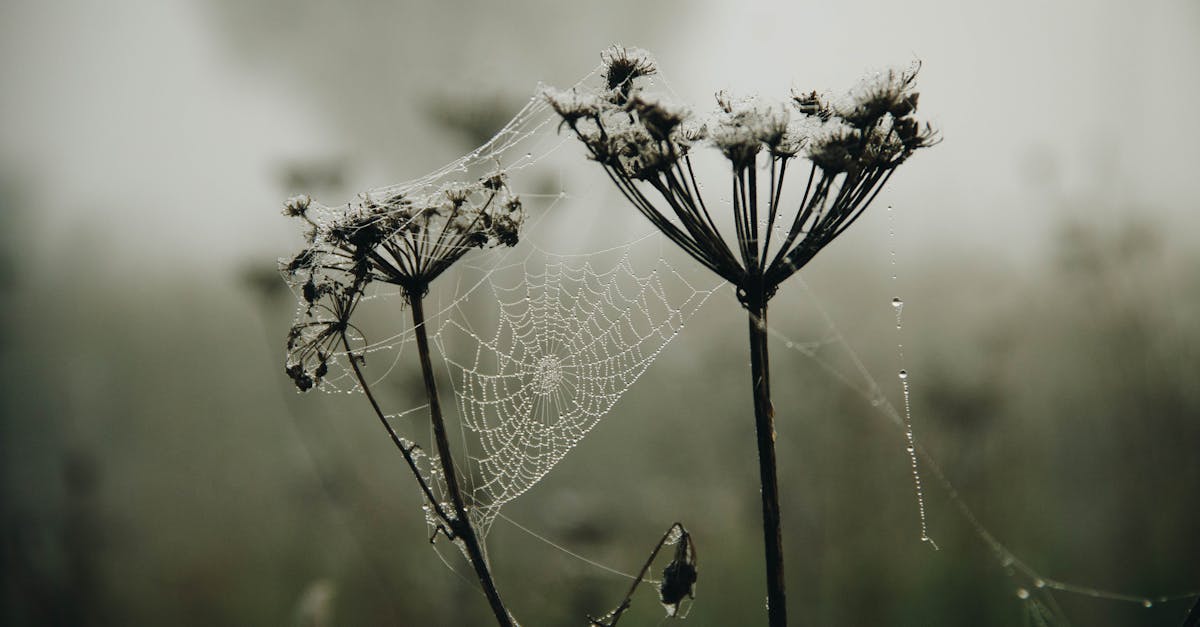découvrez tout sur la plus grande araignée du monde, ses caractéristiques impressionnantes et son habitat unique.