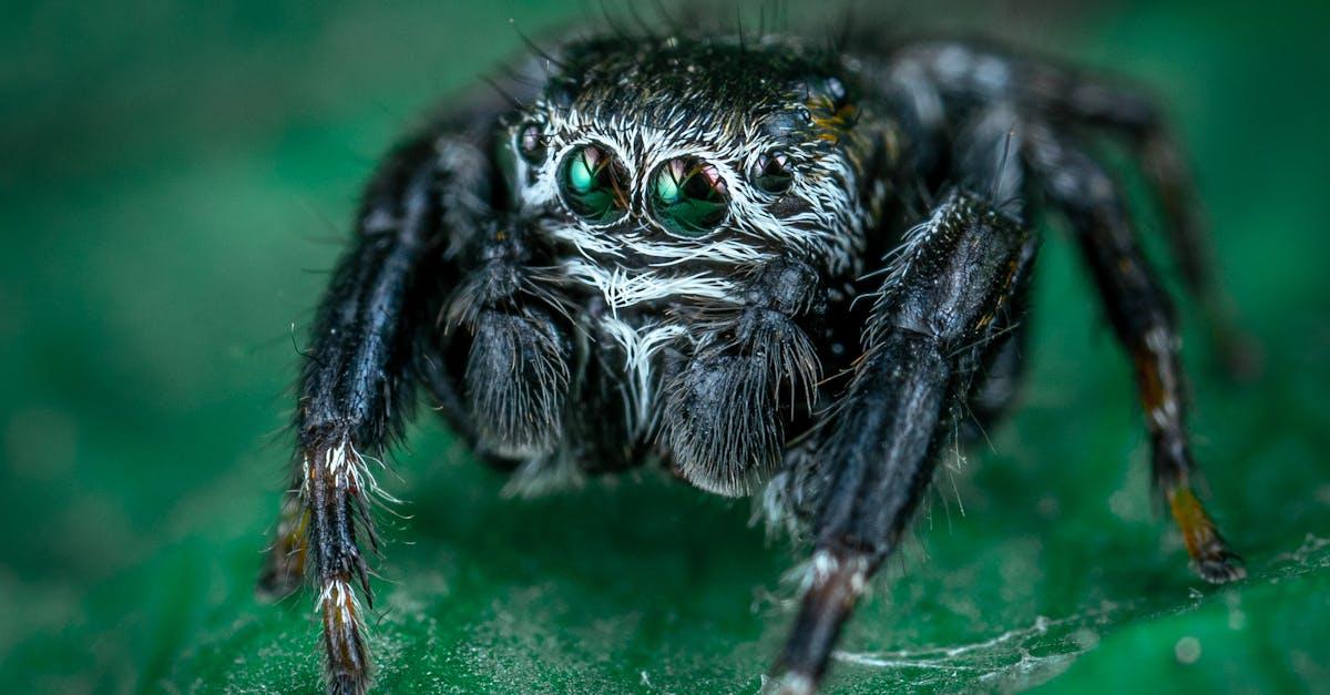 découvrez la plus grande araignée au monde, ses caractéristiques impressionnantes, son habitat et son comportement fascinant.