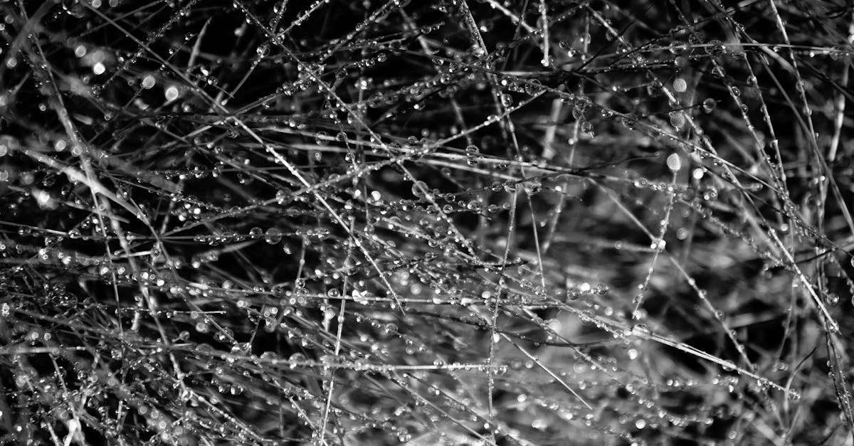 découvrez tout sur la plus grande araignée du monde : taille, espèces, habitat et faits fascinants.