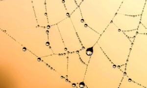 Quelle est la plus grande araignée au monde ?