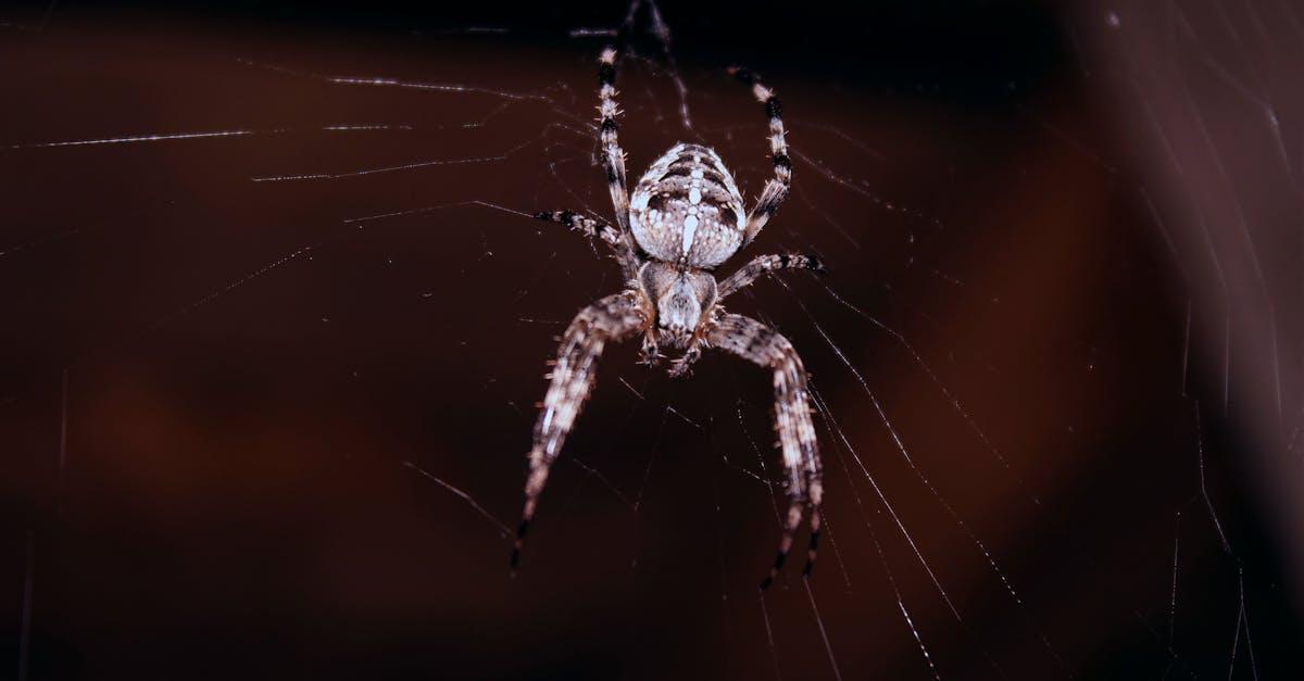 découvrez tout sur la plus grande araignée au monde : ses caractéristiques, son habitat et les faits fascinants la concernant.