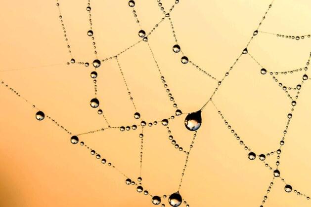 Quelle est la plus grande araignée au monde ?