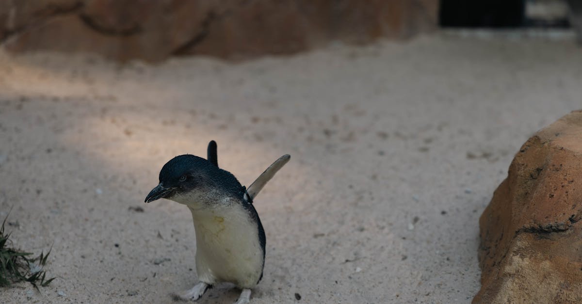 découvrez le little penguin, le plus petit des manchots, connu pour son comportement social unique et son habitat côtier en australie et en nouvelle-zélande.