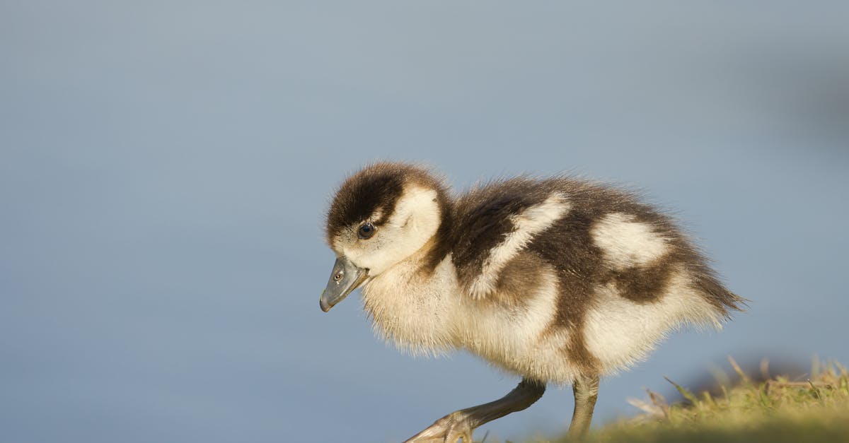 découvrez le petit manchot, un oiseau marin fascinant au comportement unique et à l'allure charmante. en savoir plus sur son habitat, son mode de vie et sa protection.