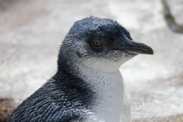 Quel est le nom du petit manchot ?