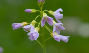 Pourquoi le Mayflower est devenu un symbole de Thanksgiving ?