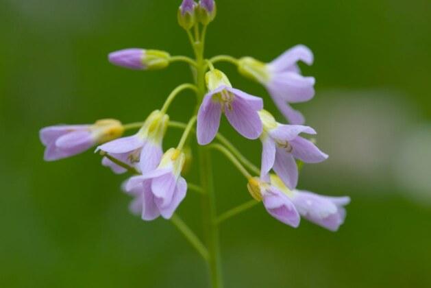 Pourquoi le Mayflower est devenu un symbole de Thanksgiving ?