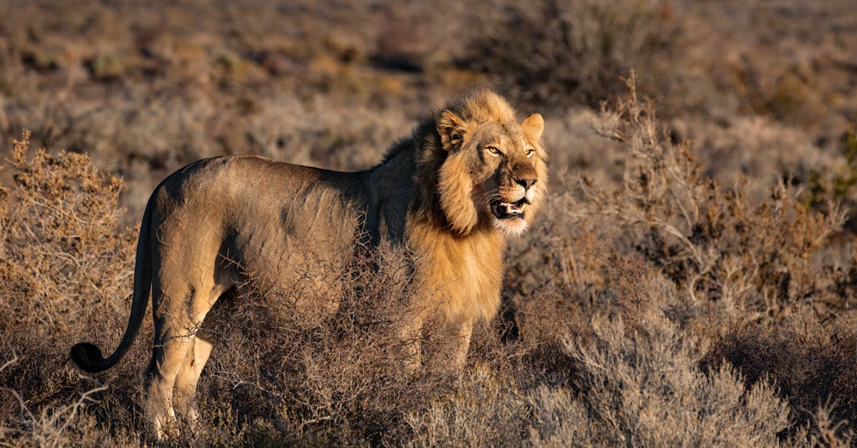 découvrez les fourmis les plus dangereuses au monde, leurs caractéristiques, habitats et les risques qu'elles représentent.