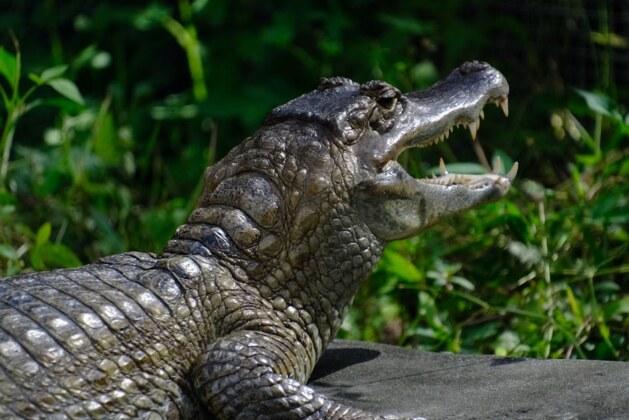 Quelle est la fourmi la plus redoutable au monde ?