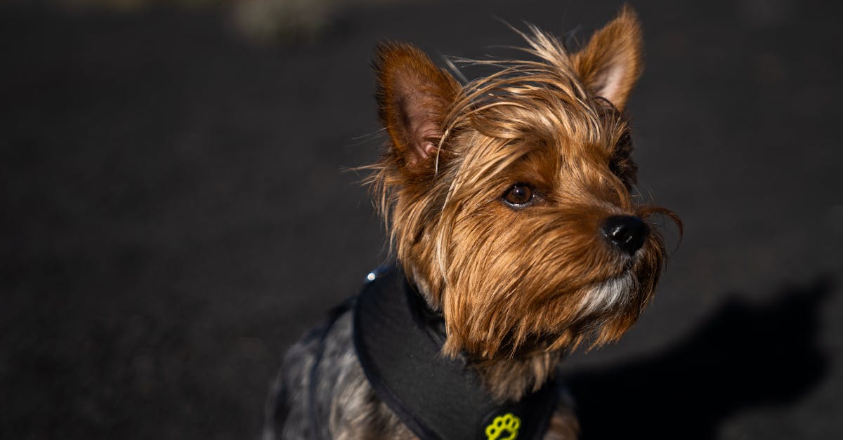 découvrez les races de chiens les plus fidèles, idéales pour une compagnie loyale et un lien durable avec leur maître.