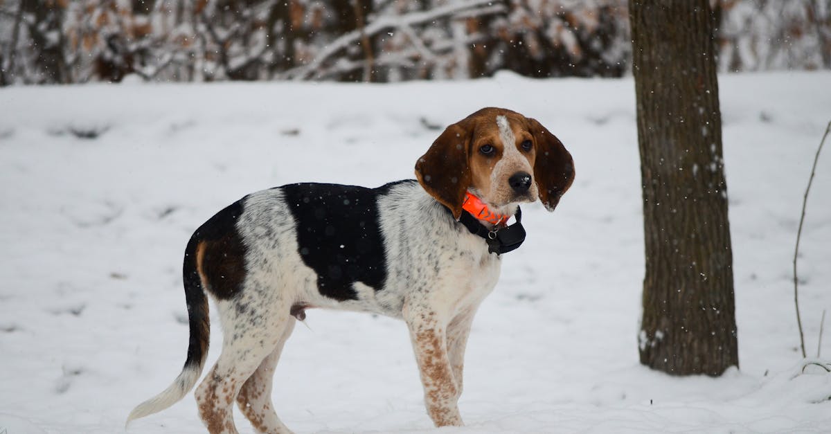 découvrez les races de chiens les plus fidèles, idéales pour une compagnie loyale et un amour inconditionnel.