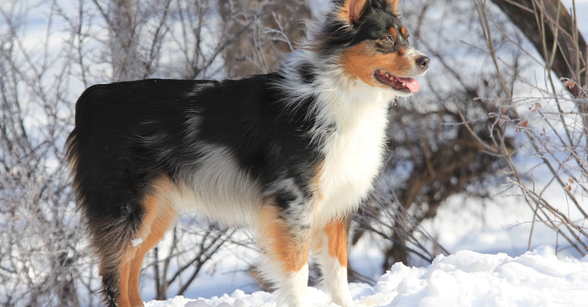 découvrez les races de chiens les plus fidèles et loyales, parfaites pour une relation durable et pleine de confiance.