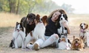 Les races de chiens les plus fidèles : découvrez lesquelles sont les meilleures compagnons