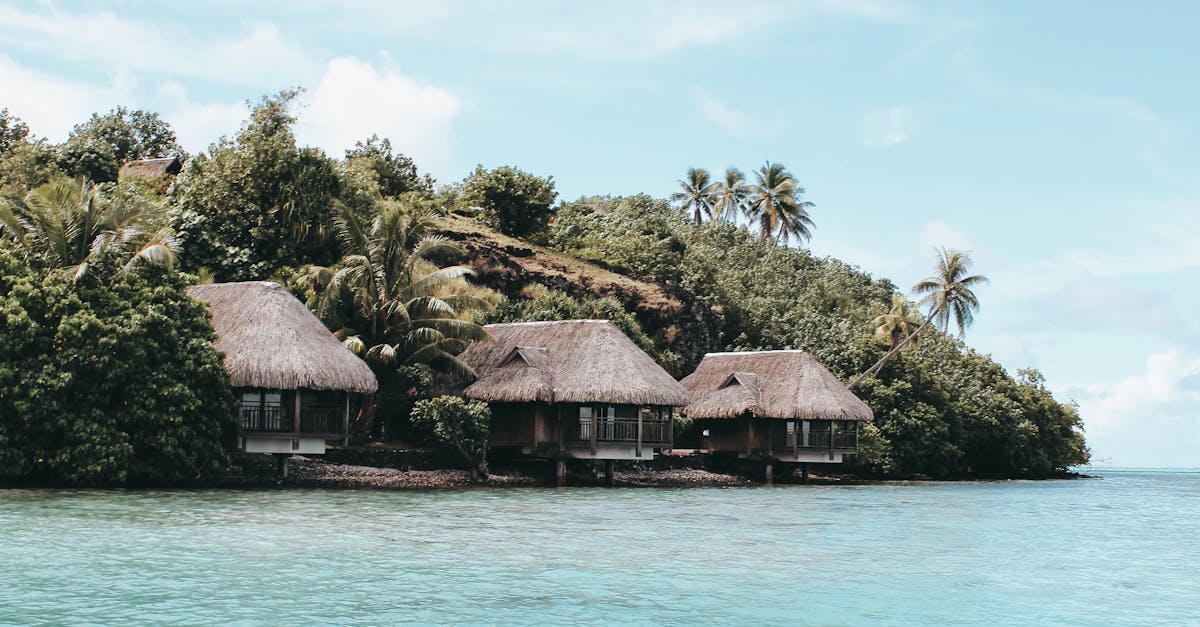 découvrez comment identifier facilement différentes espèces de palmiers grâce à nos conseils détaillés et guides illustrés.