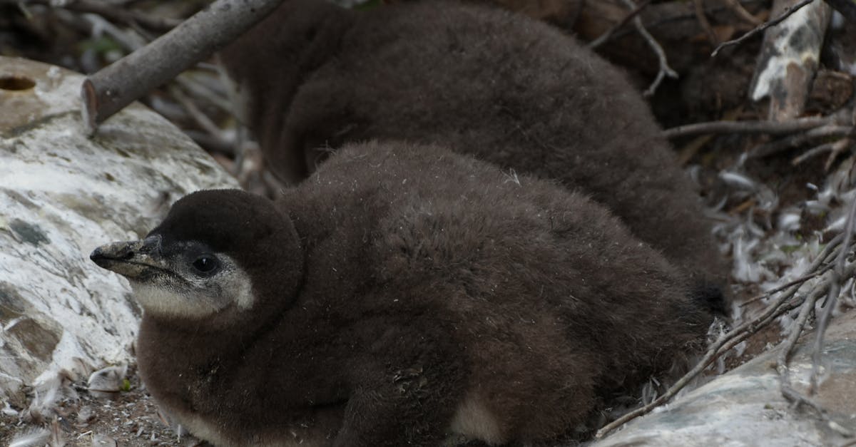 découvrez tout sur le poussin de manchot : son évolution, son habitat et son comportement unique dans le monde des manchots.