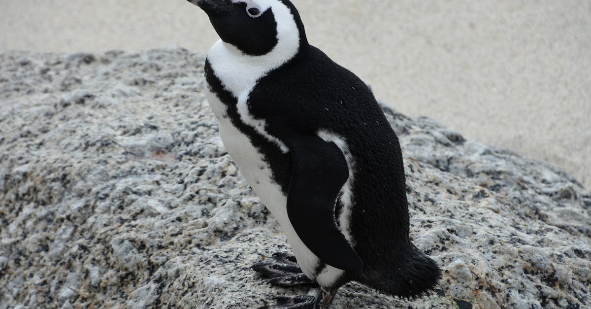 découvrez les adorables poussins de manchot, leur croissance et leur vie dans les environnements antarctiques rigoureux.