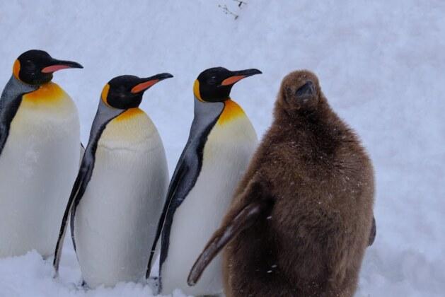 Comment se nomme le petit pingouin ?