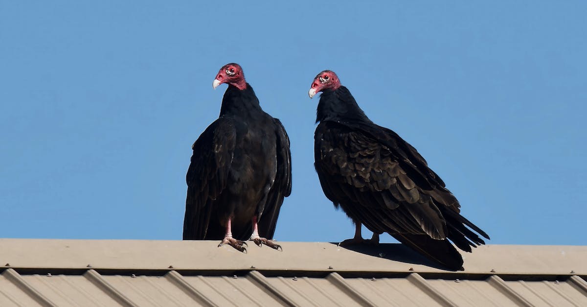découvrez des méthodes efficaces pour l'élimination des verrues plantaires et retrouvez des pieds sains rapidement.