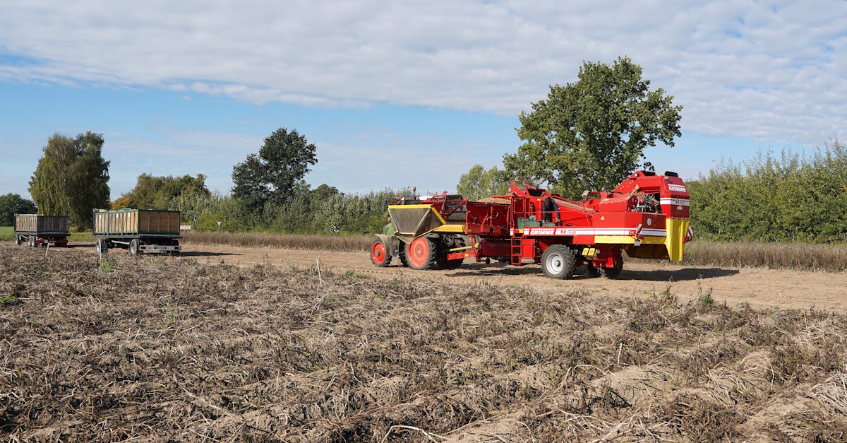 découvrez les meilleures méthodes de stockage des pommes de terre pour conserver leur fraîcheur plus longtemps. astuces simples et conseils pratiques pour un stockage optimal.