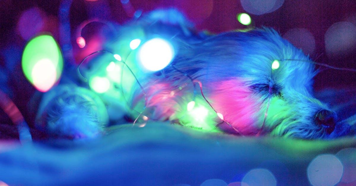 découvrez nos conseils efficaces pour l'entraînement nocturne à la propreté de votre chiot et profitez de nuits paisibles sans accidents.