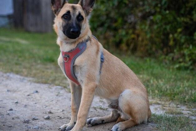 Faut-il vraiment sortir son chiot pendant la nuit ?