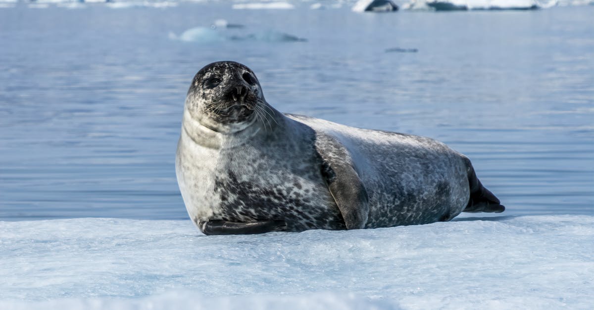 découvrez tout sur le phoque : habitat, comportement, espèces et leur rôle essentiel dans l'écosystème marin.