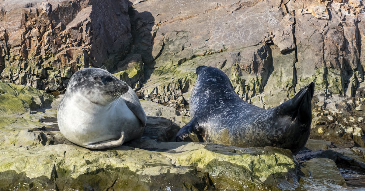 découvrez tout sur le phoque : habitat, comportement, espèces et protection de ces mammifères marins fascinants.