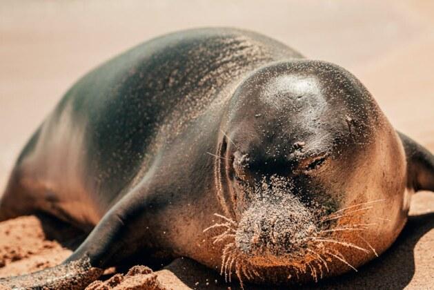 Quelle est la principale différence entre une otarie et un phoque ?