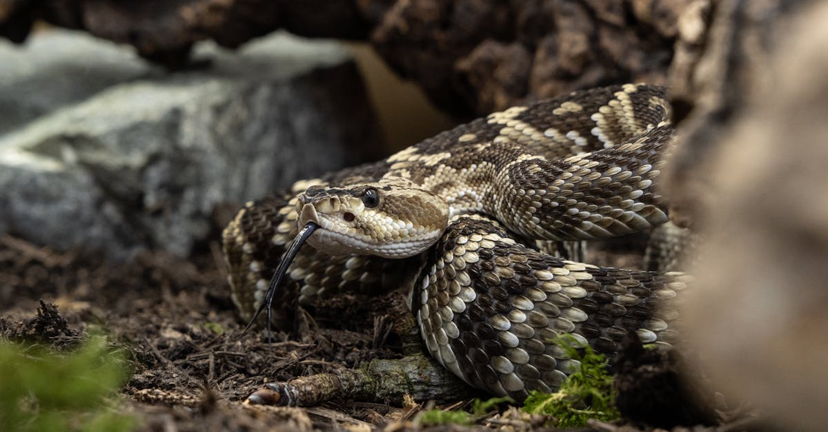 découvrez les différentes espèces de serpents, leurs caractéristiques, habitats et comportements uniques.