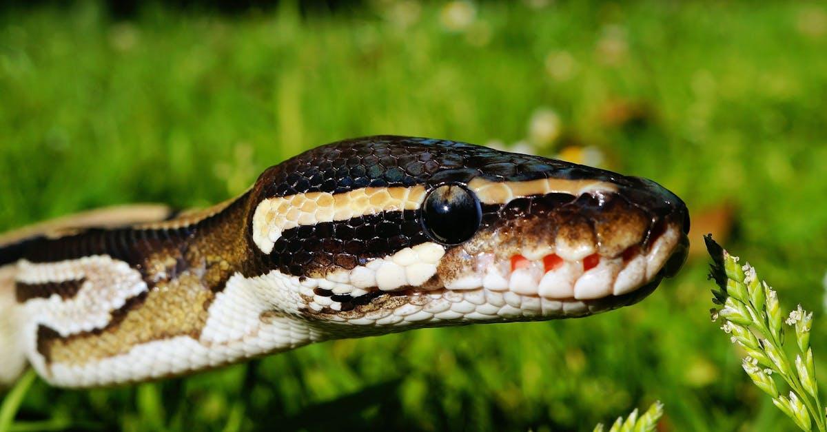 découvrez les différentes espèces de serpents, leurs caractéristiques, habitats et comportements uniques. apprenez à identifier les serpents et comprenez leur rôle dans l'écosystème.