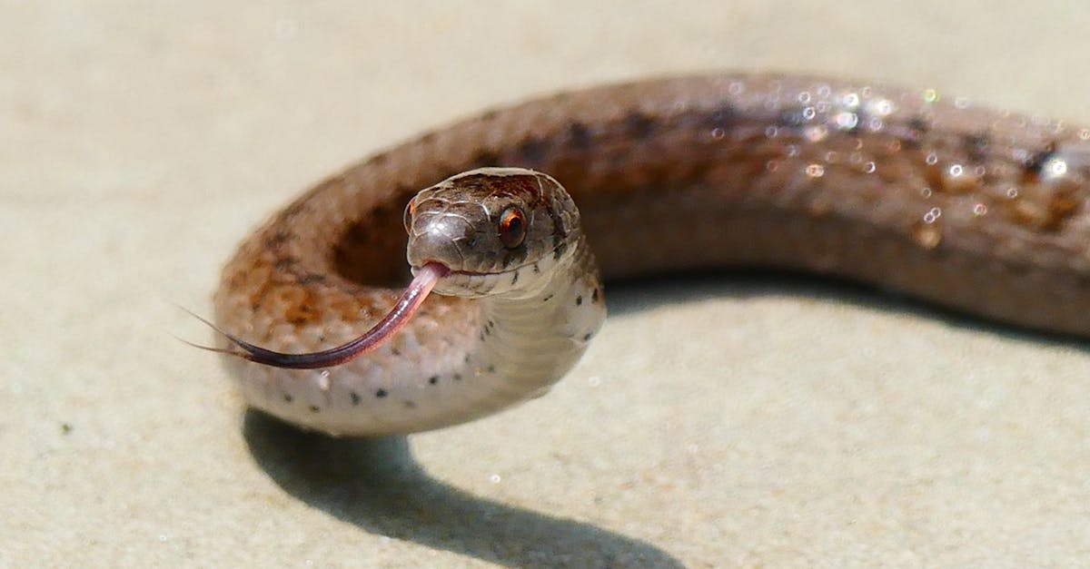 découvrez les différentes espèces de serpents, leurs caractéristiques, habitats et comportements uniques dans notre guide complet.