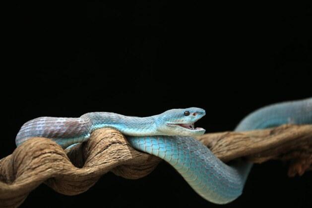 Quels sont les différents types de serpents et leurs particularités ?