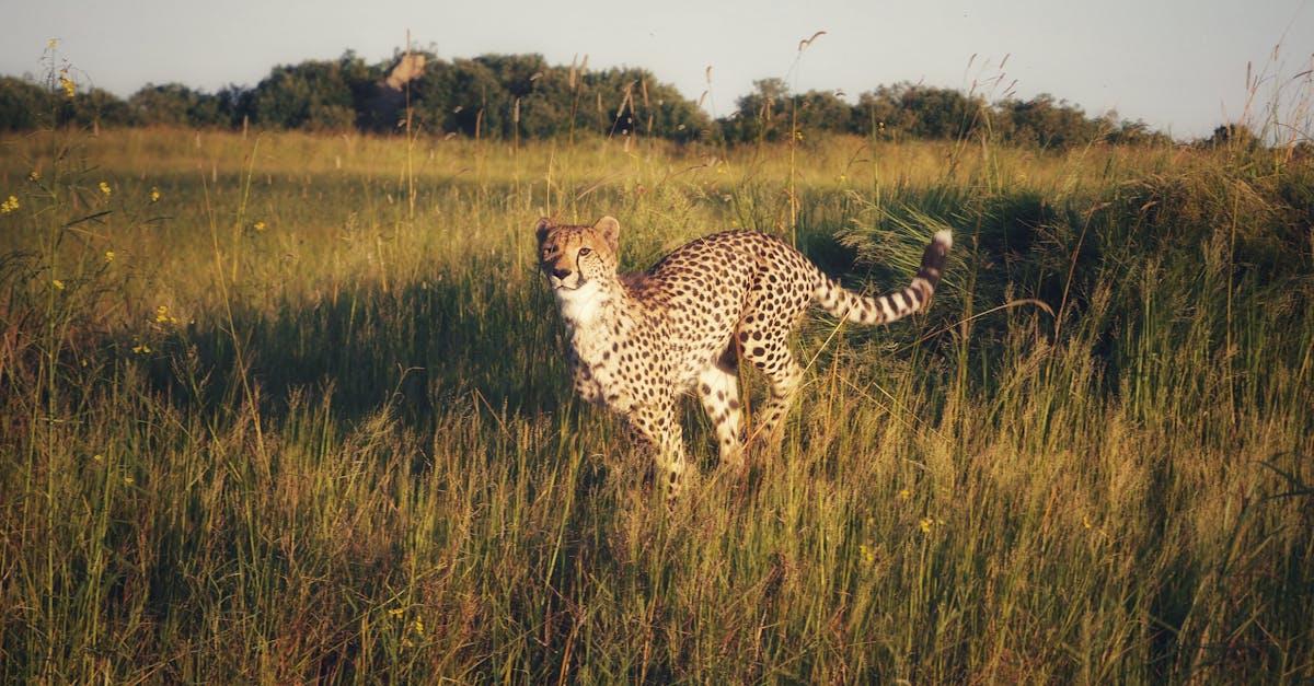 découvrez tout ce qu'il faut savoir sur les radars routiers : fonctionnement, types, et conseils pour éviter les contraventions liées à la vitesse.