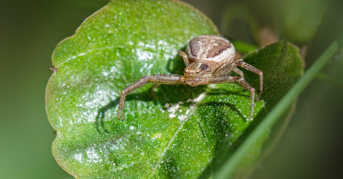 découvrez la durée de vie des araignées, leurs différentes phases de vie et les facteurs qui influencent leur longévité.